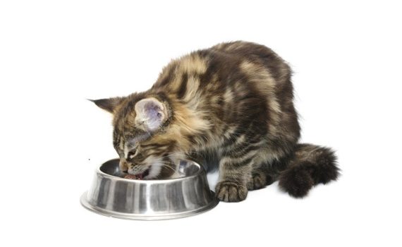 La bi-nutrition : pourquoi et comment donner de la pâtée à mon chat ?