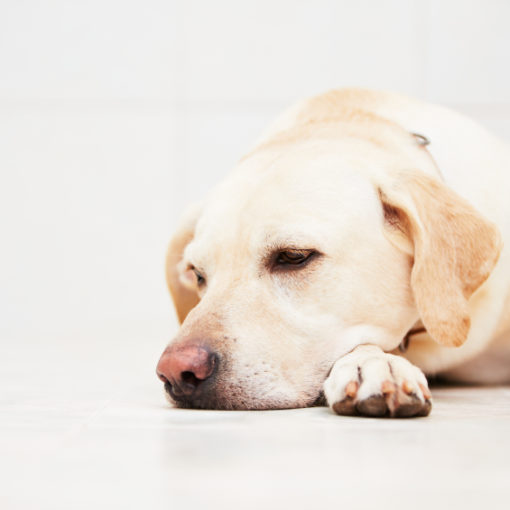 Comment savoir si mon chien est malade ?