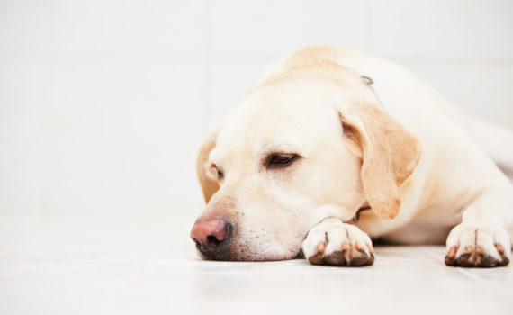 Comment savoir si mon chien est malade ?