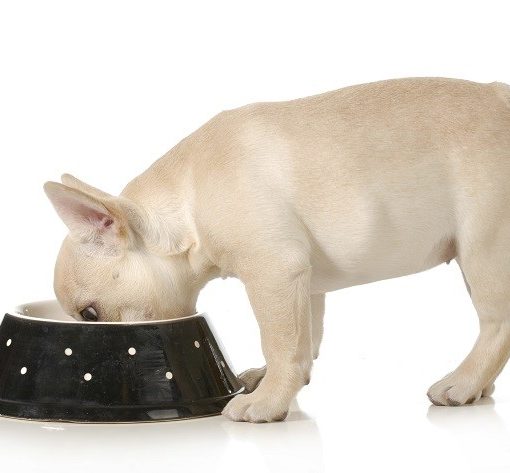 Quelle gamelle pour mon chien ?