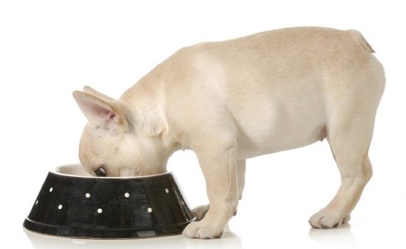 Quelle gamelle pour mon chien ?