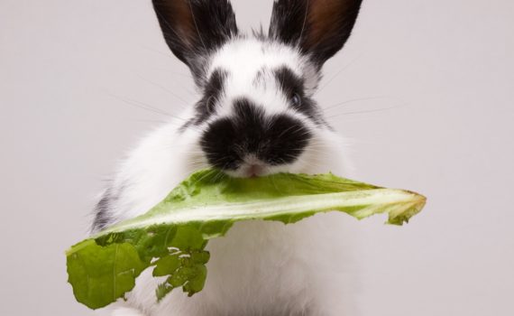 aliments qui usent les dents du lapin