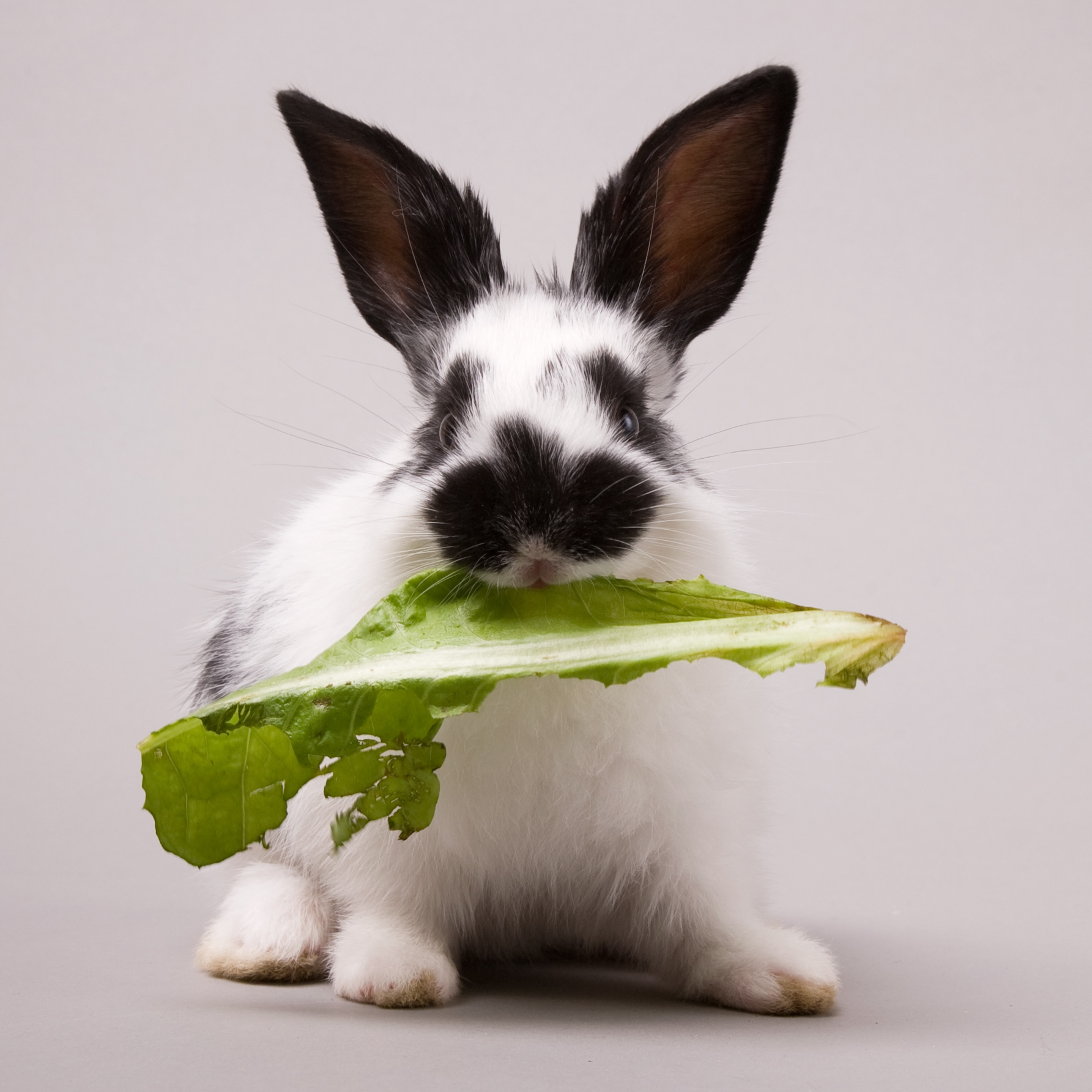 aliments qui usent les dents du lapin