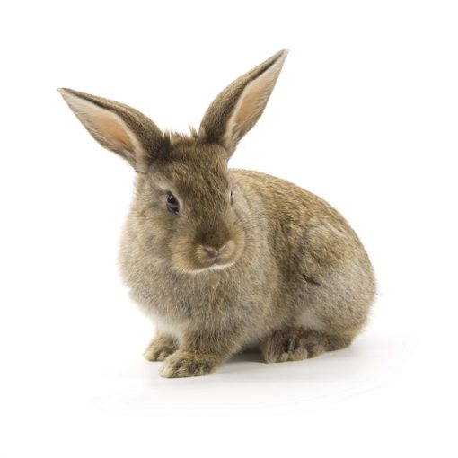 Bien choisir son lapin