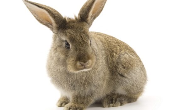 Bien choisir son lapin
