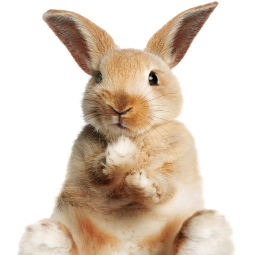 malocclusions-lapin