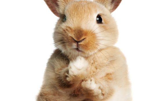 malocclusions-lapin