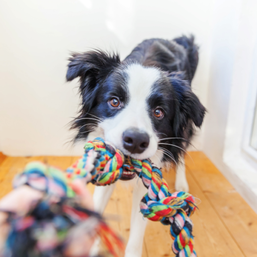 Quel jouet pour chien