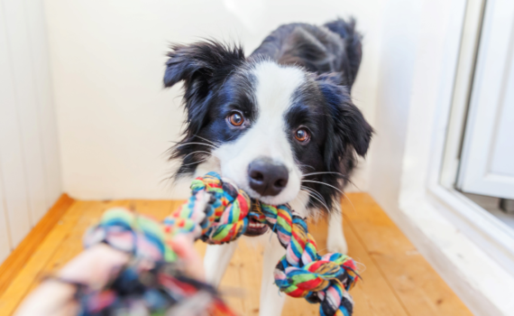Quel jouet pour chien