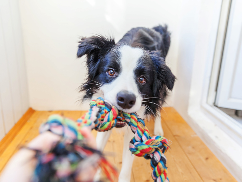 Quel jouet pour chien