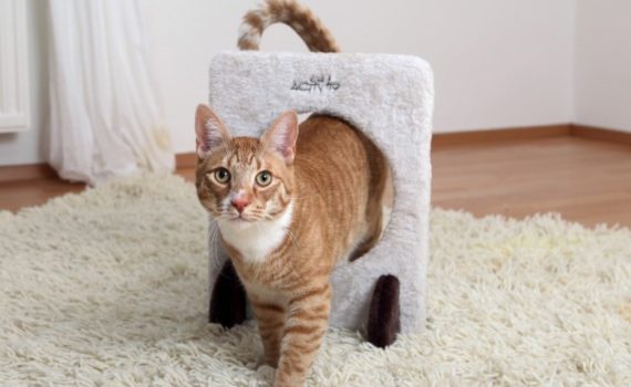 L'agility avec son chat