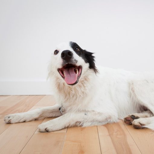 Perte d'équilibre chez le chien