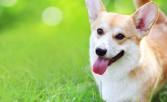 pertes vulvaires chienne