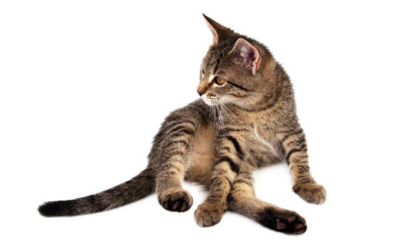 L'ataxie et les pertes d'équilibres chez le chat