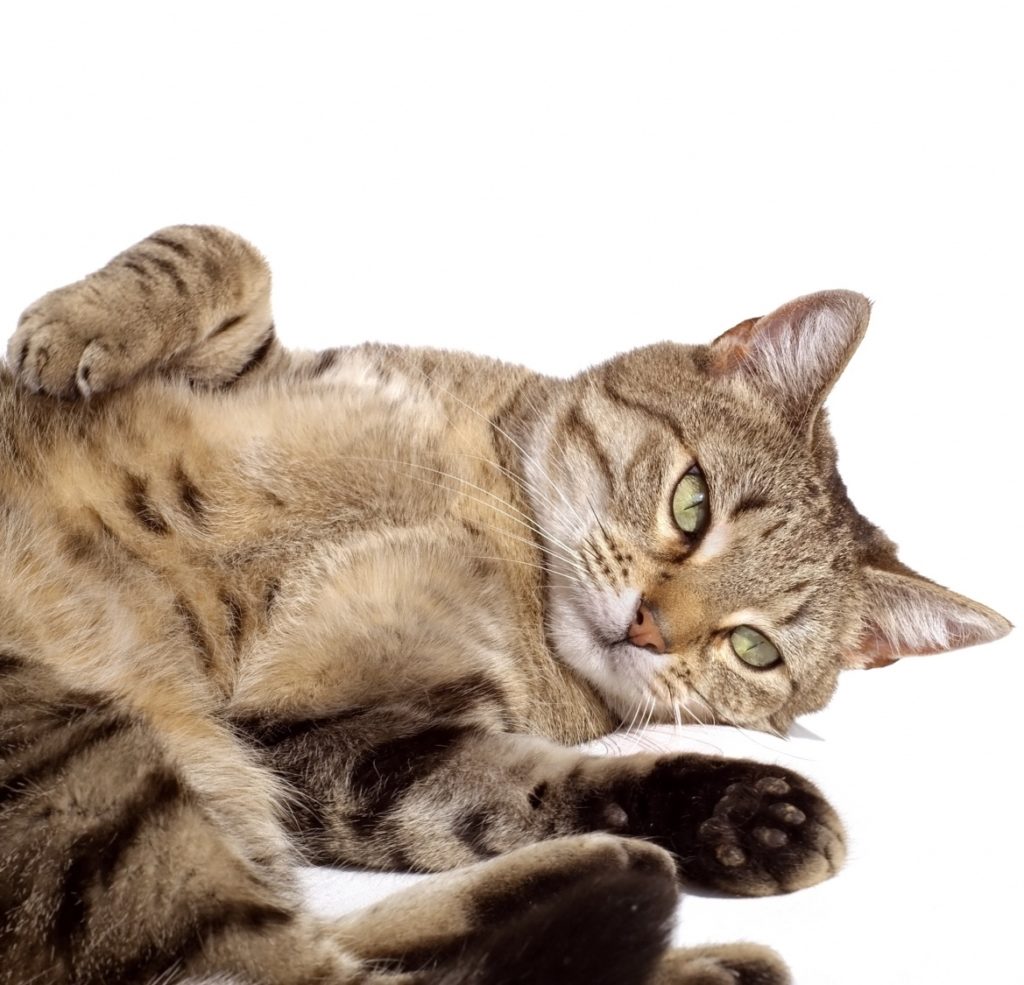 Les tumeurs mammaires chez la chatte WanimoVéto — free download