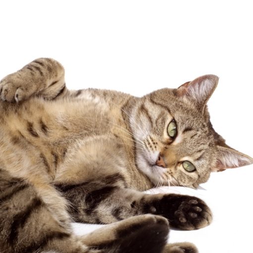 Tumeurs mammaires chez la chatte
