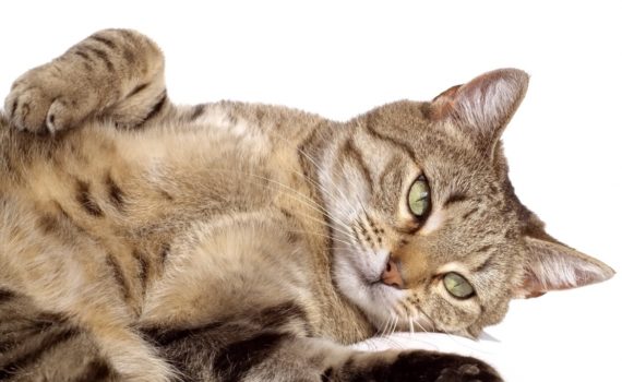 Tumeurs mammaires chez la chatte