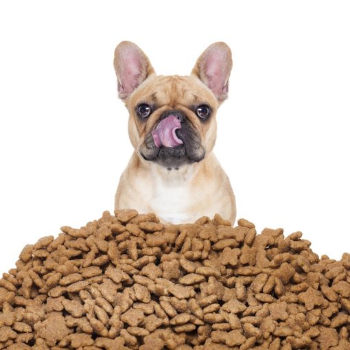 Quand nourrir son chien dans la journée