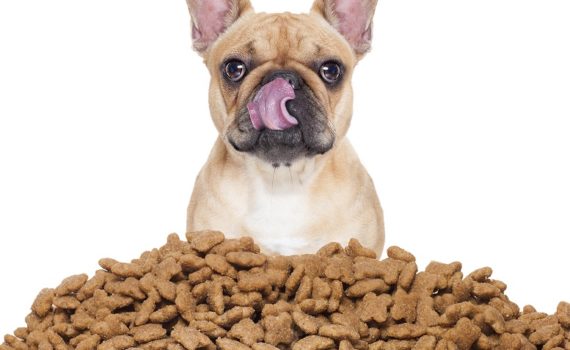 Quand nourrir son chien dans la journée