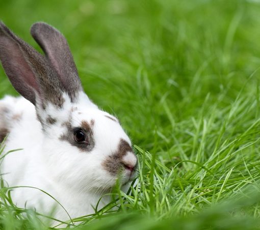 Dernières recommandations pour l'alimentation du lapin