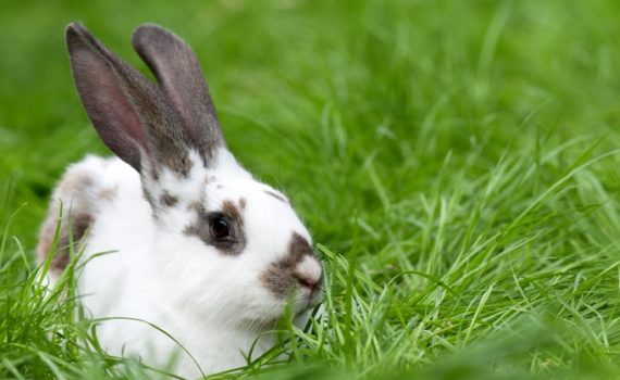Dernières recommandations pour l'alimentation du lapin
