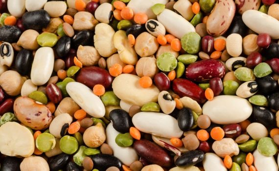 Régime végétarien pour chien et chat