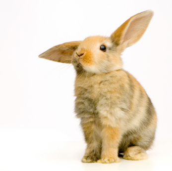 La stérilisation de la lapine.
