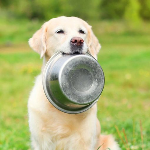Mon chien réclame toujours à manger