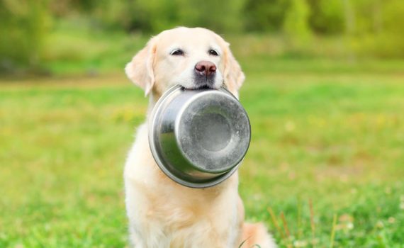 Mon chien réclame toujours à manger