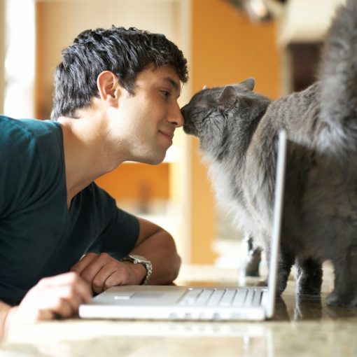 anxiété séparation chat