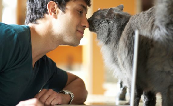 anxiété séparation chat