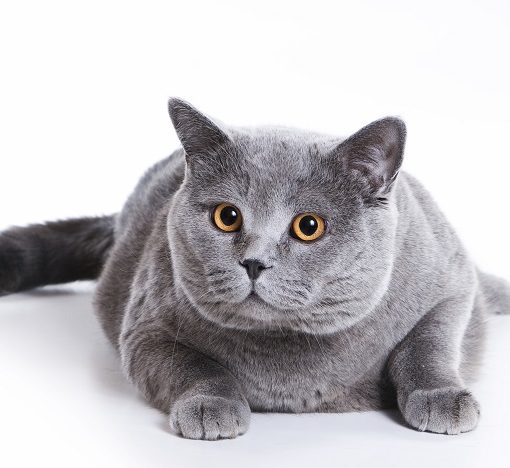 Le chat bouché