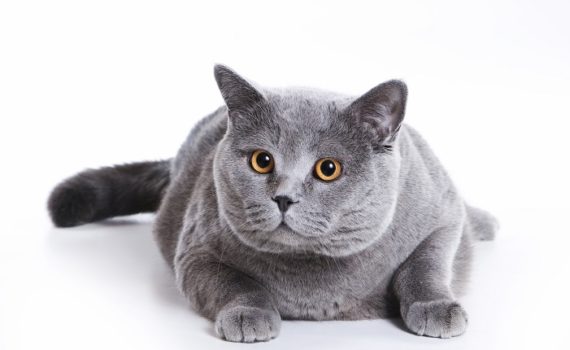 Le chat bouché