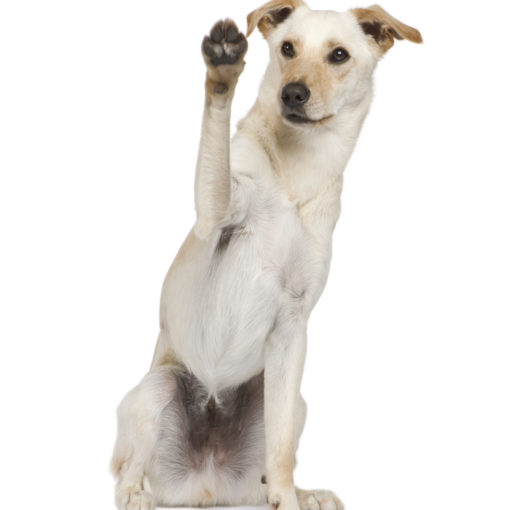 Le métier d'éducateur canin
