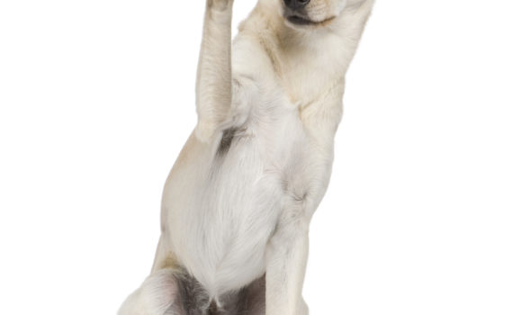 Le métier d'éducateur canin