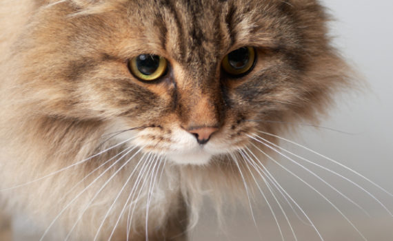 La calicivirose chez le chat