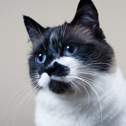 Dépression chez le chat
