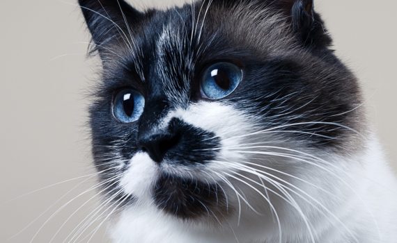Dépression chez le chat