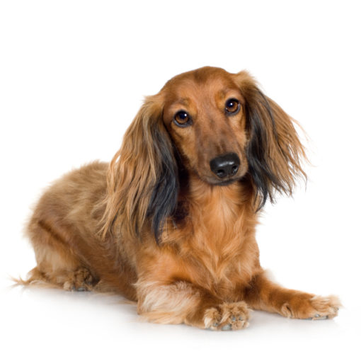 AVC chez le chien