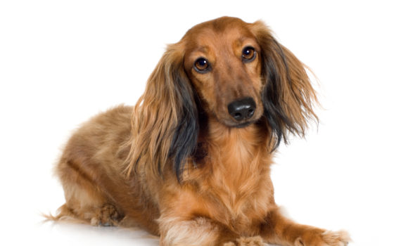 AVC chez le chien