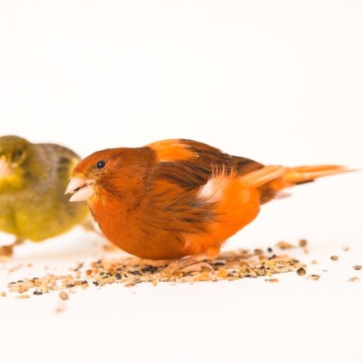 Les parasites des oiseaux