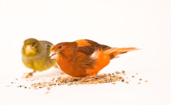 Les parasites des oiseaux