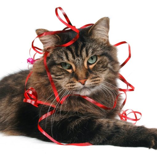 Mon chat vomit