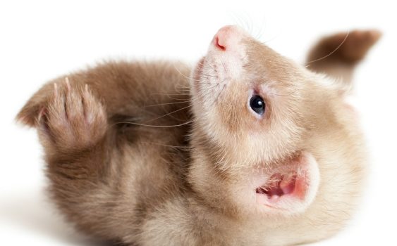Maladie surrénalienne du furet