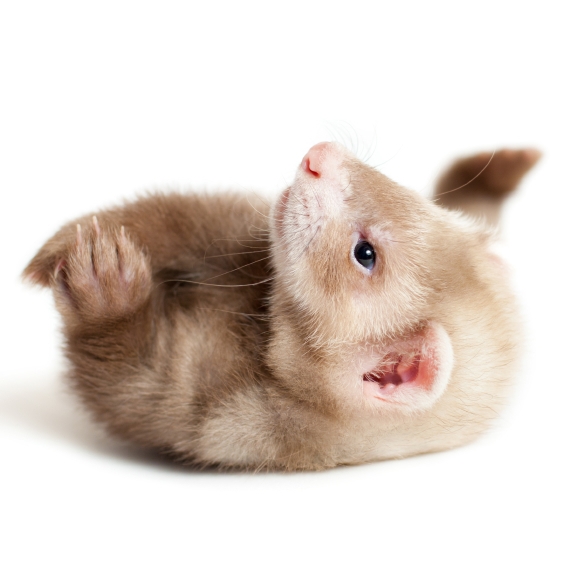 Maladie surrénalienne du furet