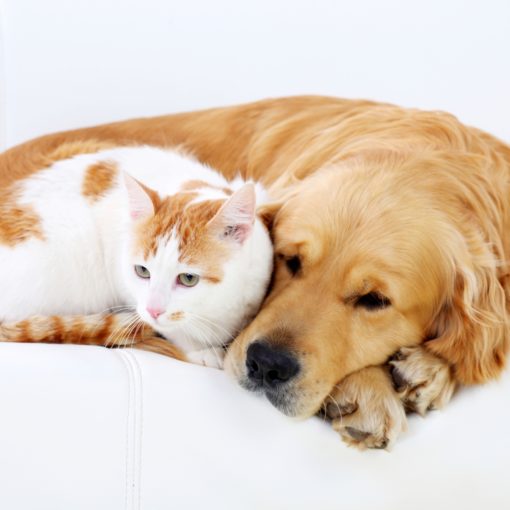 Secrets de longévité des chiens et des chats