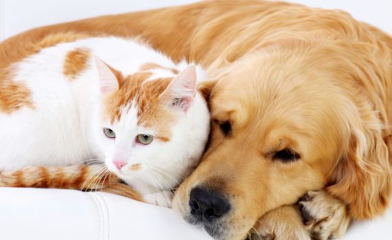 Secrets de longévité des chiens et des chats