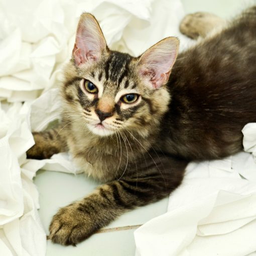 Eternuements chez le chat