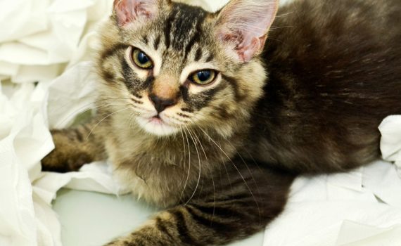 Eternuements chez le chat