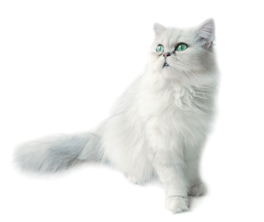 Comment éduquer et vivre avec un chat sourd ?